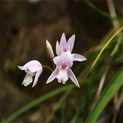 開花(huā)的白芨