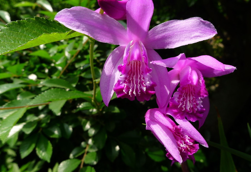 開花(huā)的白芨