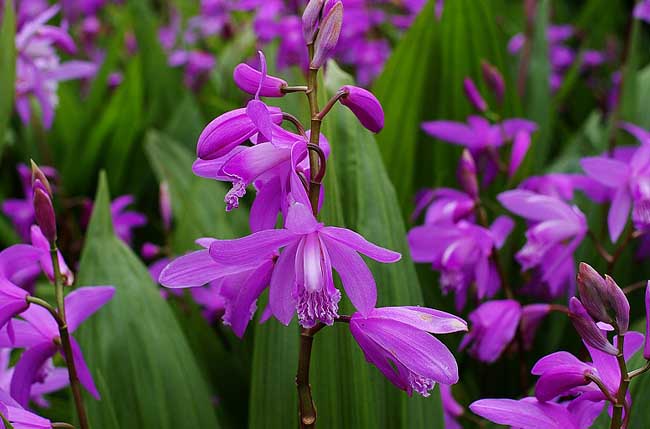 紫花(huā)白芨