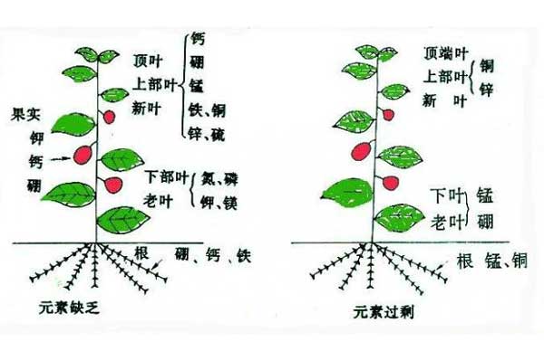 白芨解析圖