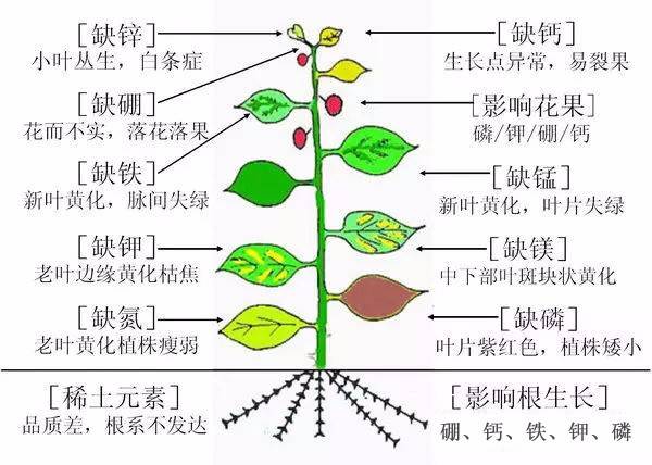 白芨種苗解析圖